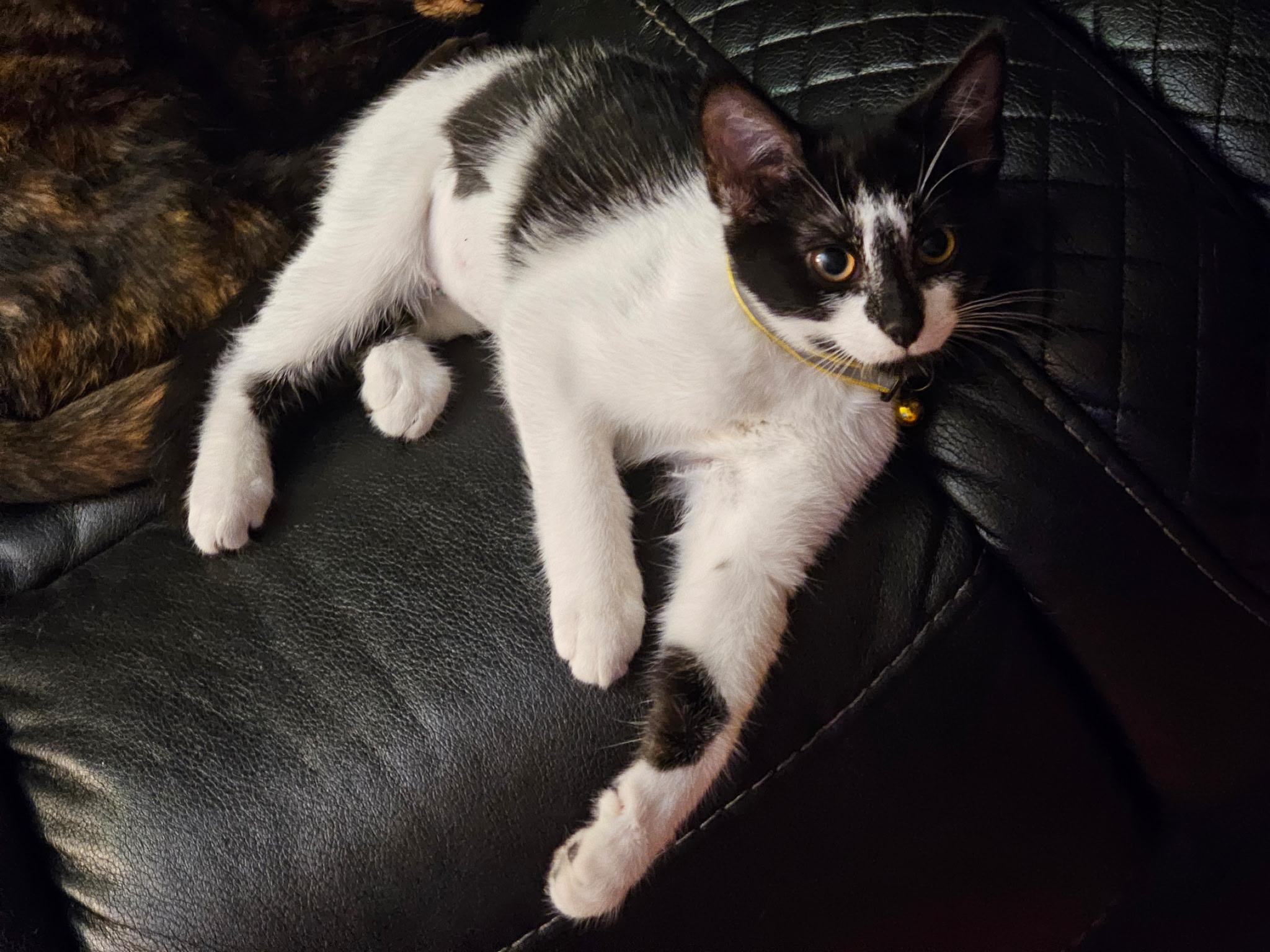 Enlarge Jupiter & Neptune, a Adoptable Domestic Short Hair in Beltsville, MD image 2/6