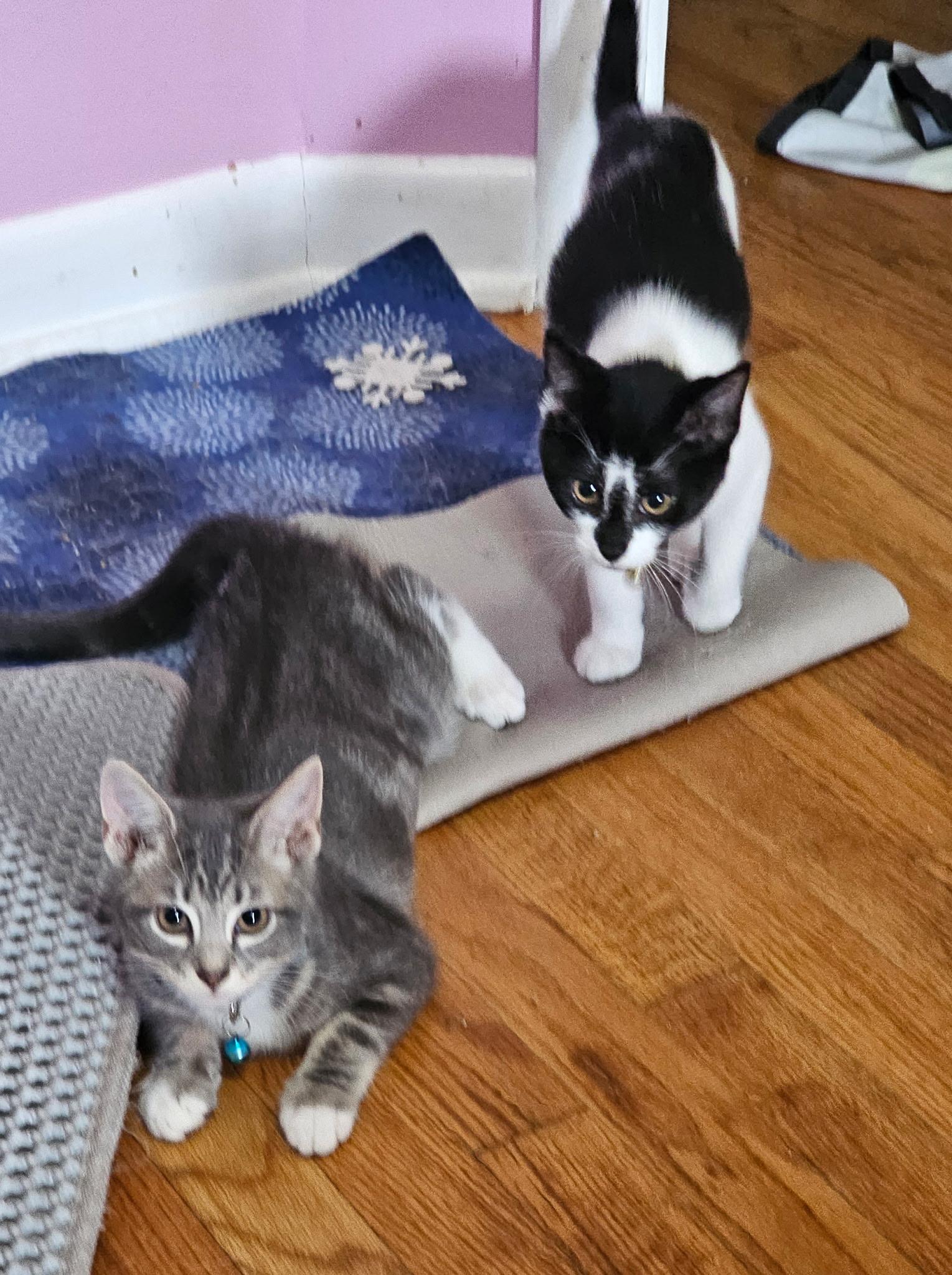 Enlarge Jupiter & Neptune, a Adoptable Domestic Short Hair in Beltsville, MD image 4/6