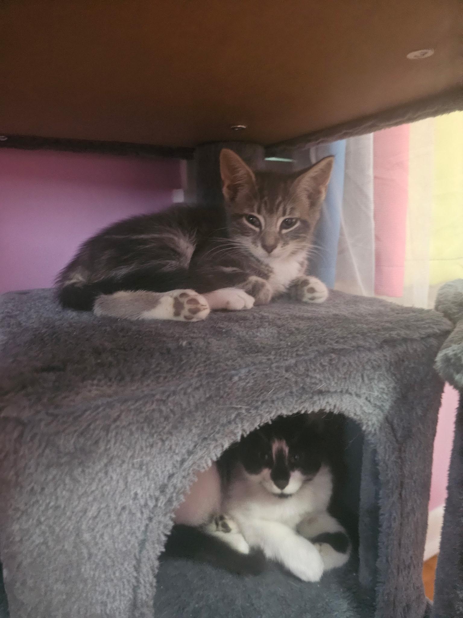 Enlarge Jupiter & Neptune, a Adoptable Domestic Short Hair in Beltsville, MD image 5/6