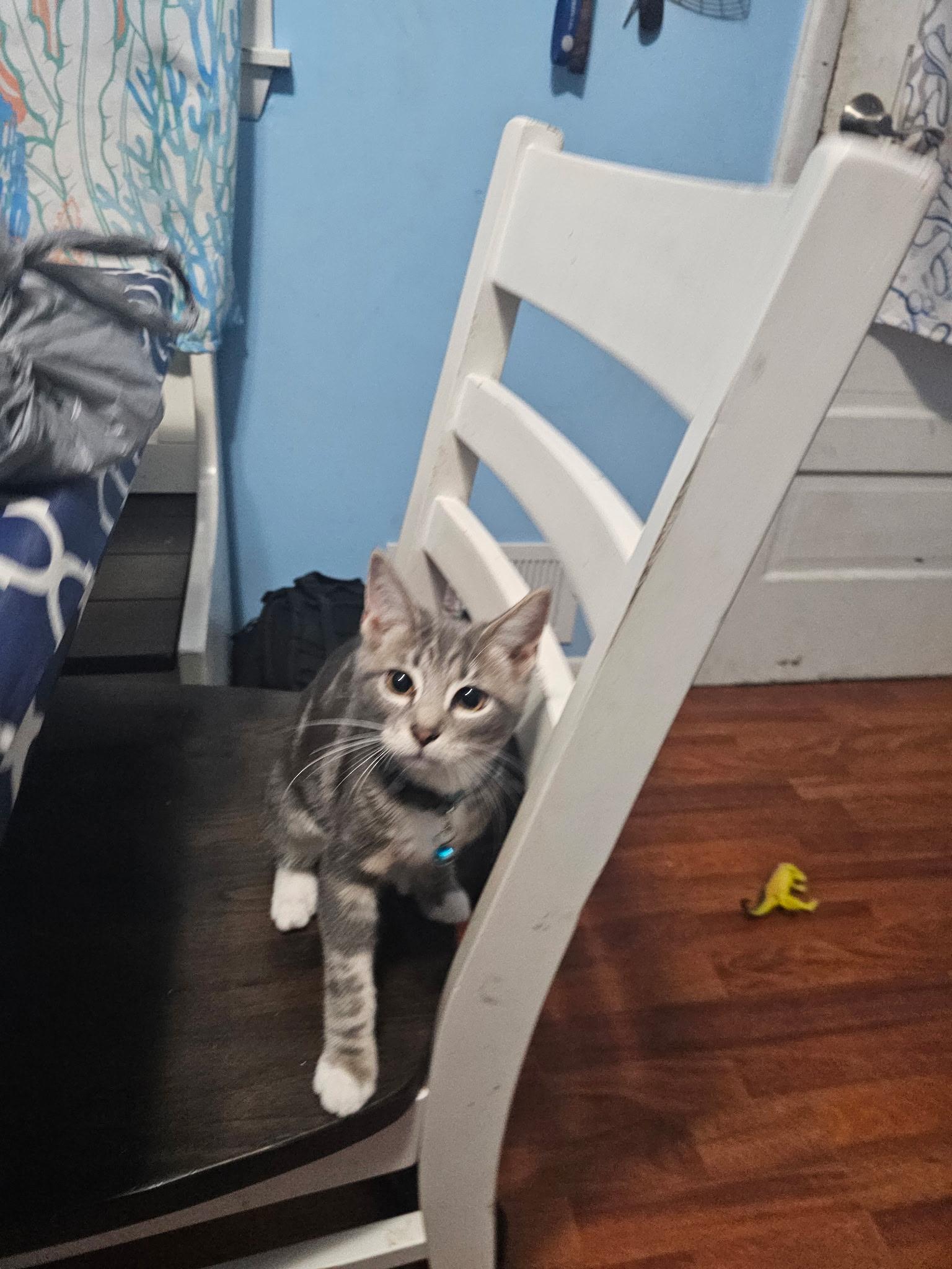 Enlarge Jupiter & Neptune, a Adoptable Domestic Short Hair in Beltsville, MD image 6/6