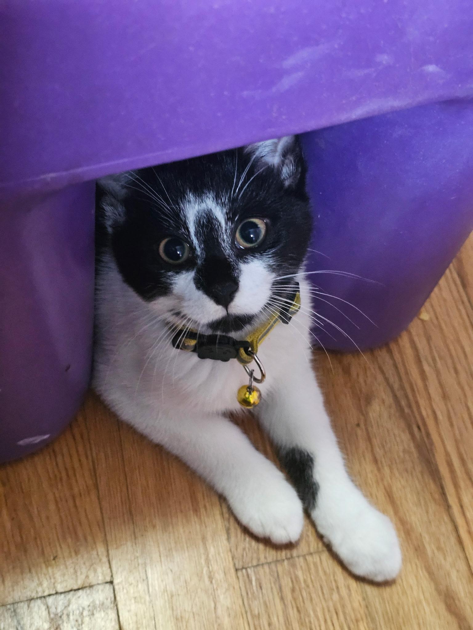 Enlarge Jupiter & Neptune, a Adoptable Domestic Short Hair in Beltsville, MD image 3/6