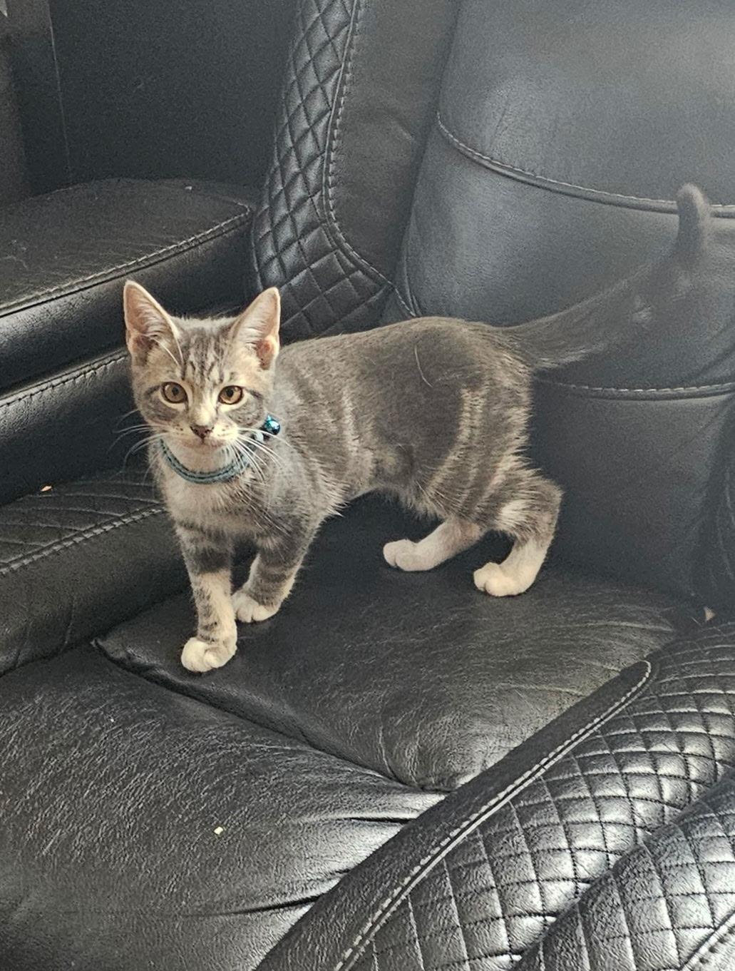 Enlarge Jupiter & Neptune, a Adoptable Domestic Short Hair in Beltsville, MD image 1/6