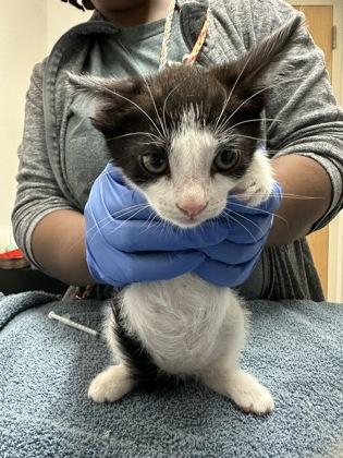 Scootin', adopted, Kitten Male Domestic Medium Hair.