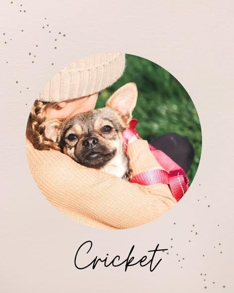 Enlarge CRICKET, an adopted mixed breed in Coquitlam, BC image 1/6