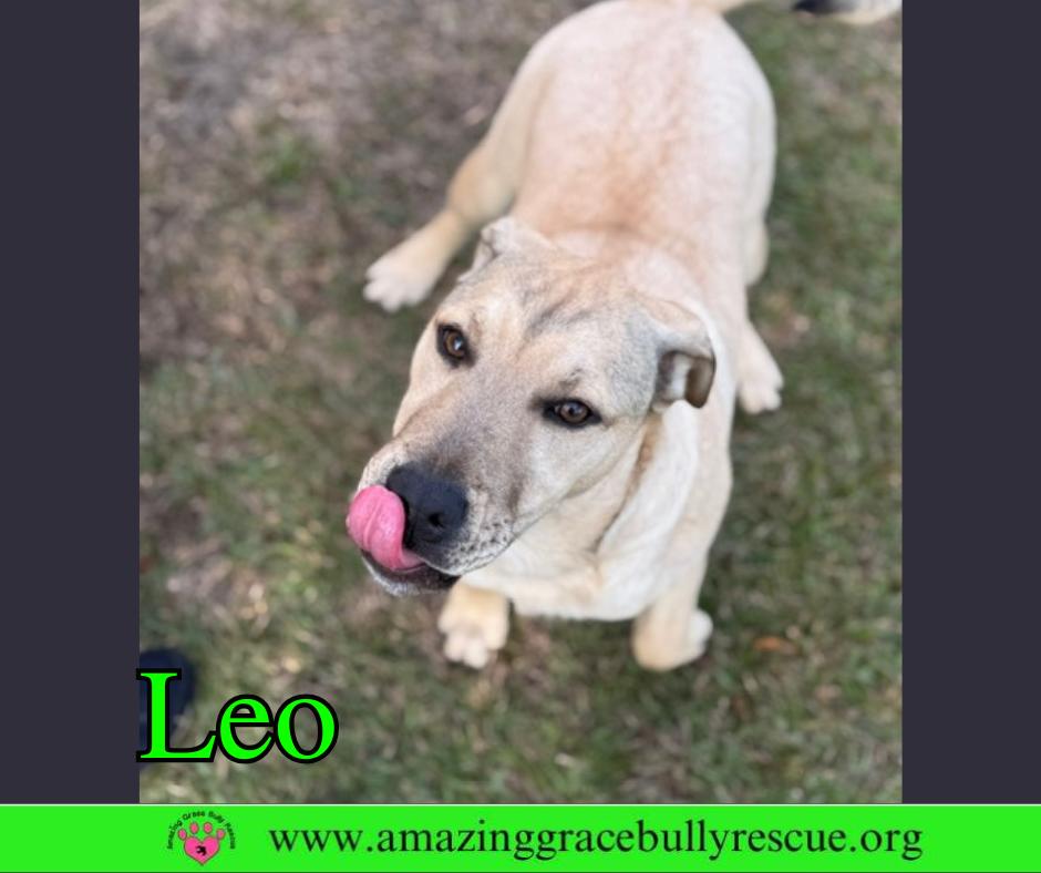 Leo, Adoptable, Puppy Male Labrador Retriever & American Bulldog.