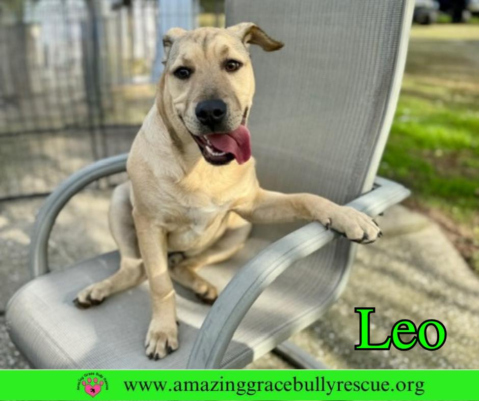 Enlarge Leo, a Adoptable mixed breed in Pensacola, FL image 2/3
