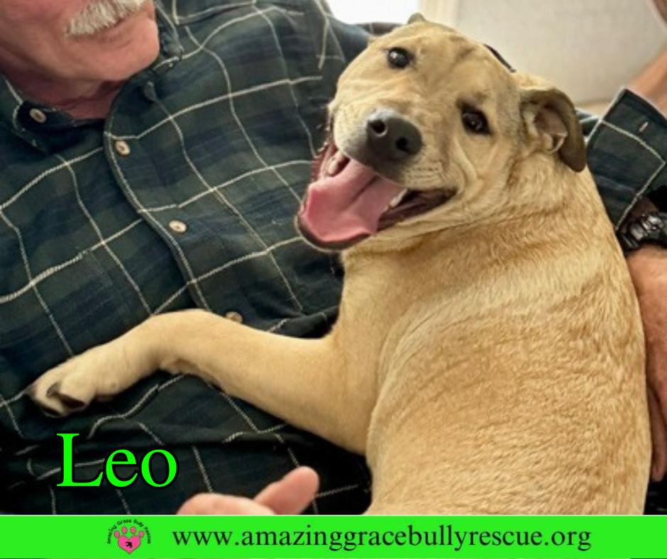 Enlarge Leo, a Adoptable mixed breed in Pensacola, FL image 3/3