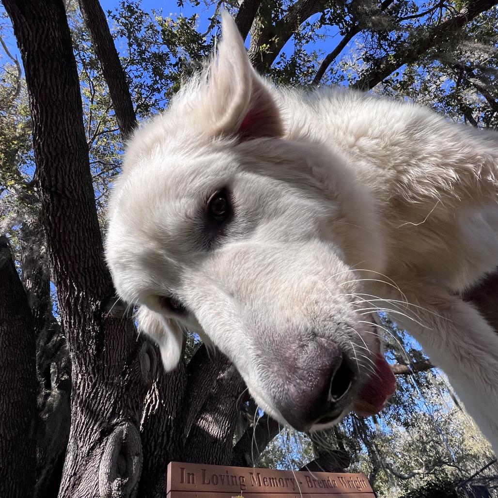 Thor — thumbnail 3