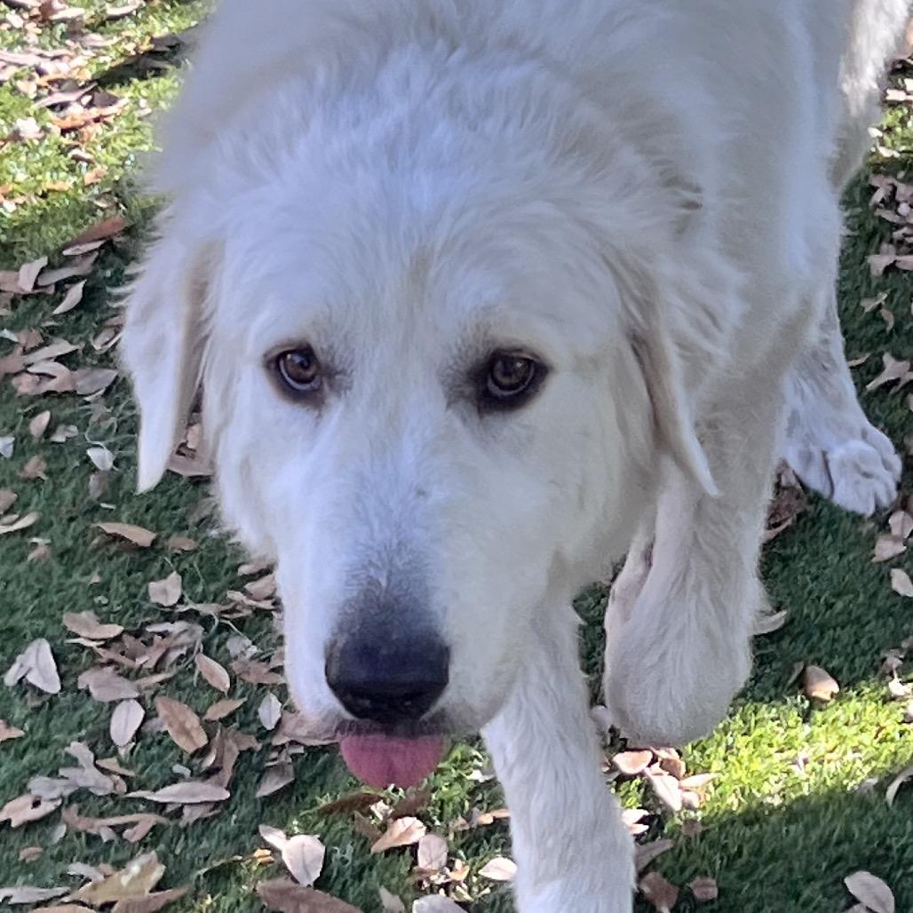 Thor — thumbnail 5