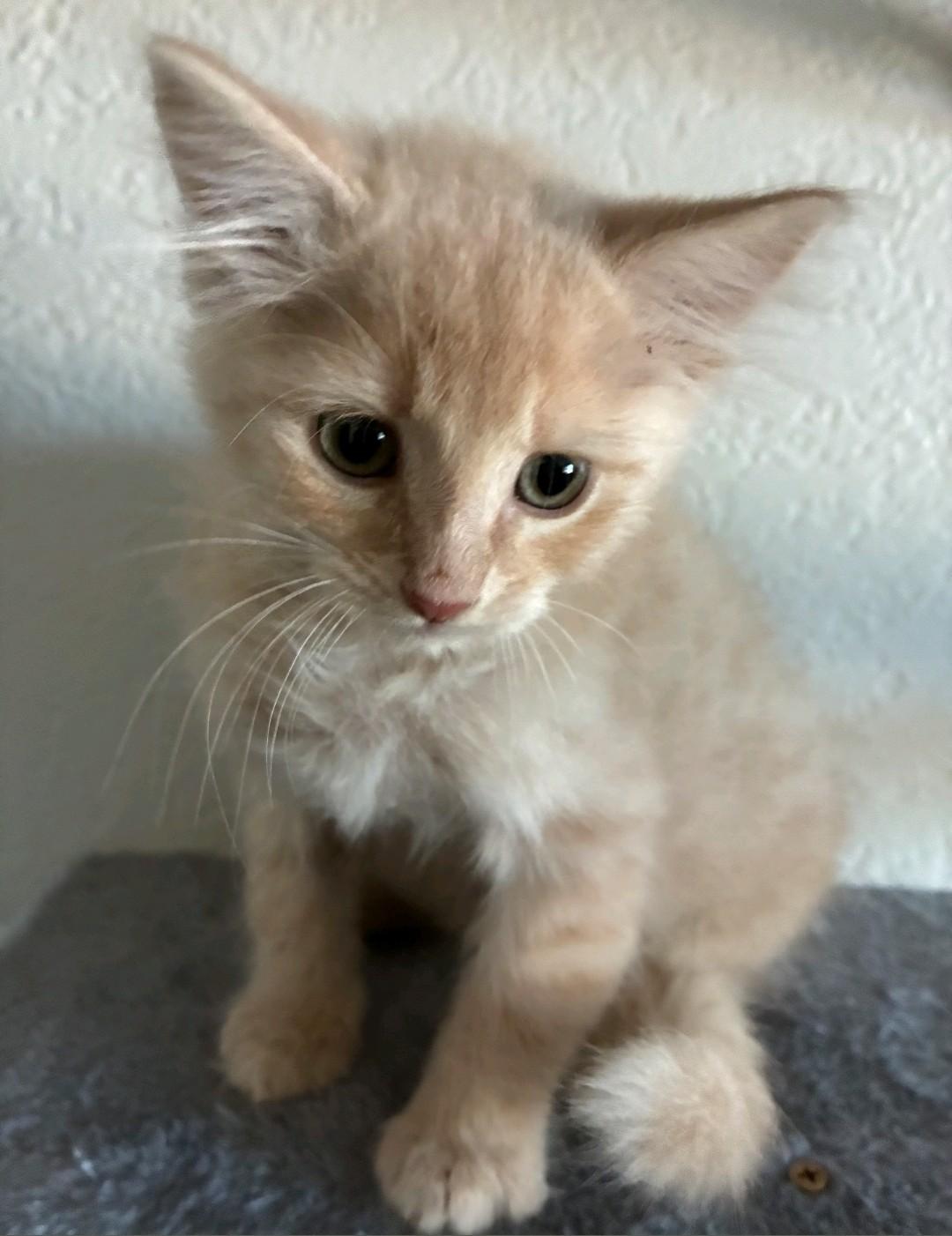 Cera, adopted, Kitten Male Domestic Short Hair.