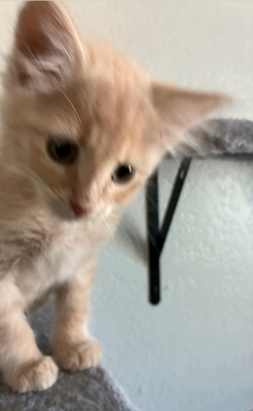 Enlarge Cera, an adopted Domestic Short Hair in Reno, NV image 2/3