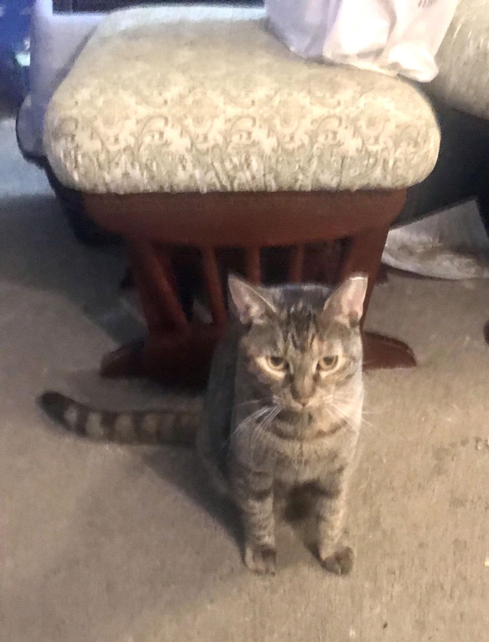 Princess, Adoptable, Adult Female Tabby & Domestic Short Hair.