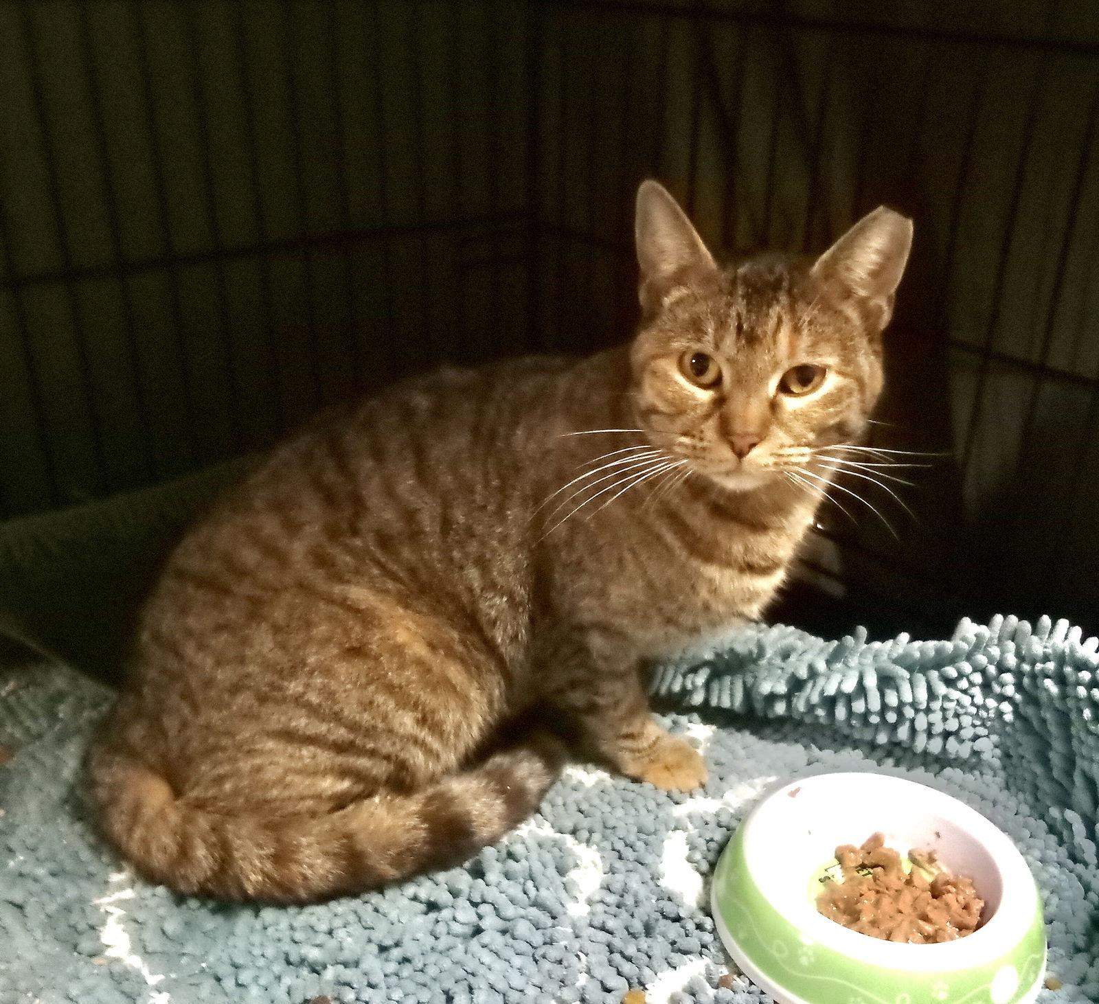 Enlarge Princess, a Adoptable mixed breed in Walnut Creek, CA image 2/3