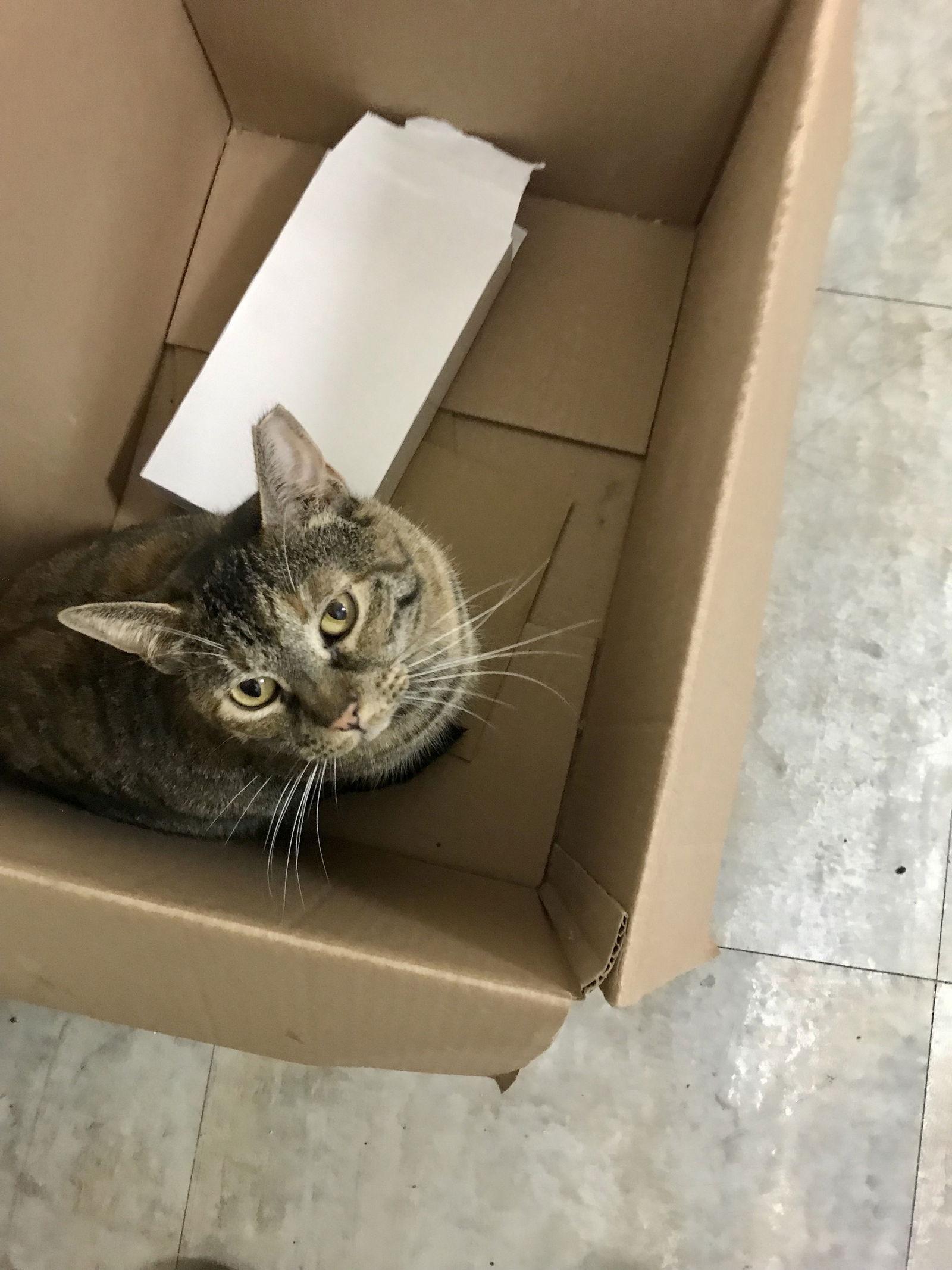 Enlarge Princess, a Adoptable mixed breed in Walnut Creek, CA image 3/3