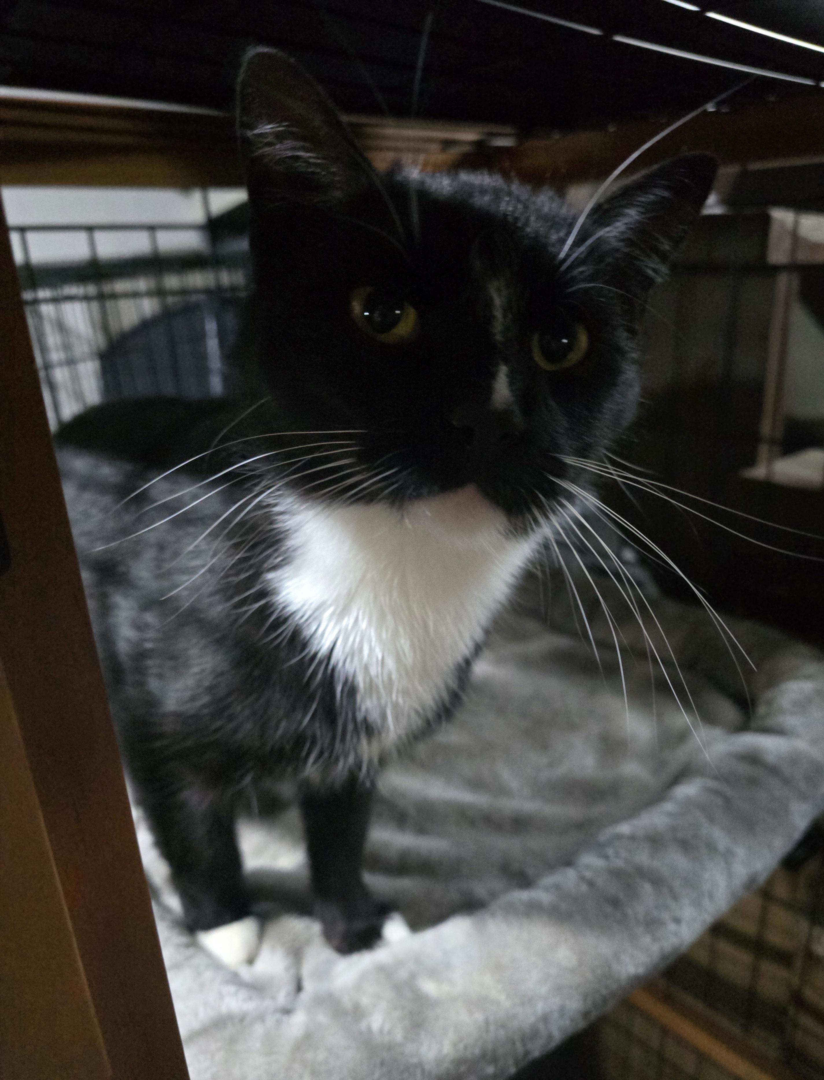 Calvin & Hobes ( CALVIN), a Adoptable Domestic Short Hair in Elizabeth, PA image 4/4