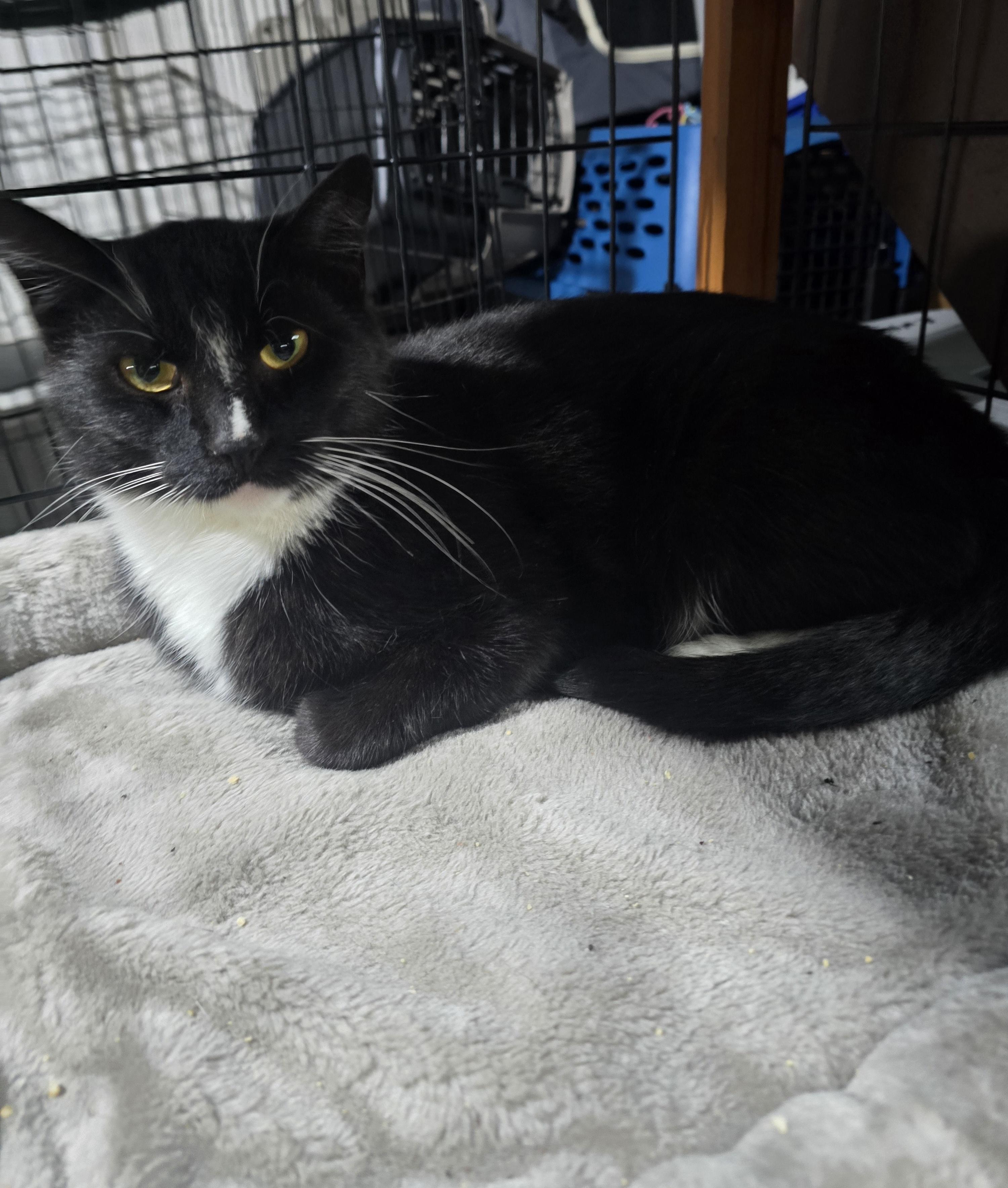 Calvin & Hobes ( CALVIN), a Adoptable Domestic Short Hair in Elizabeth, PA image 1/4