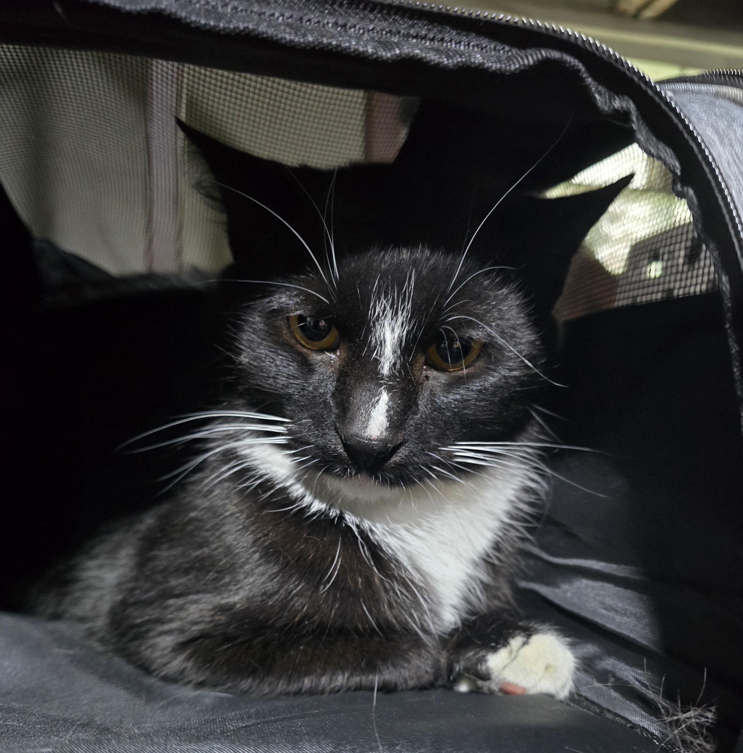 Calvin & Hobes ( CALVIN), a Adoptable Domestic Short Hair in Elizabeth, PA image 2/4