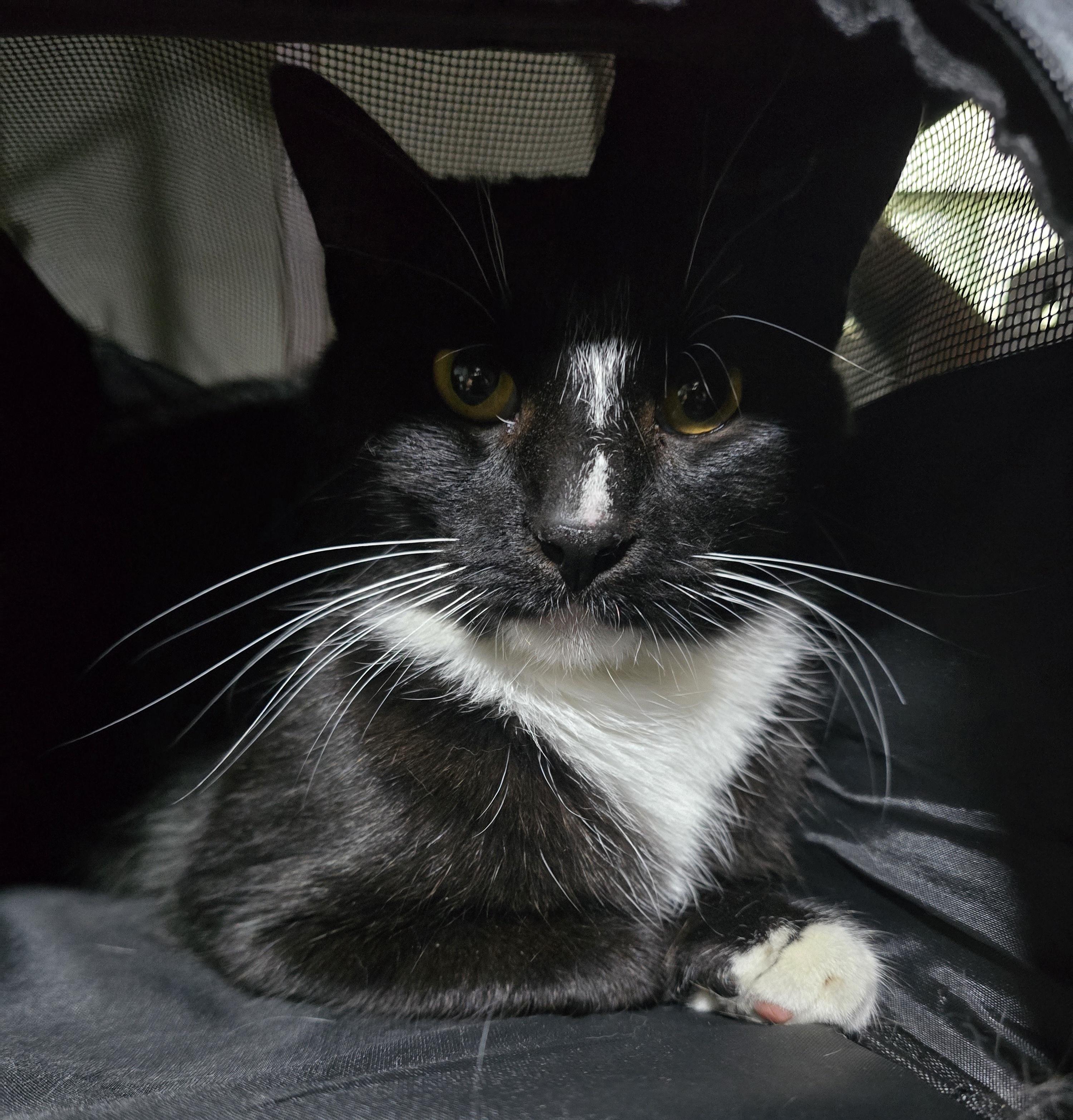 Calvin & Hobes ( CALVIN), a Adoptable Domestic Short Hair in Elizabeth, PA image 3/4