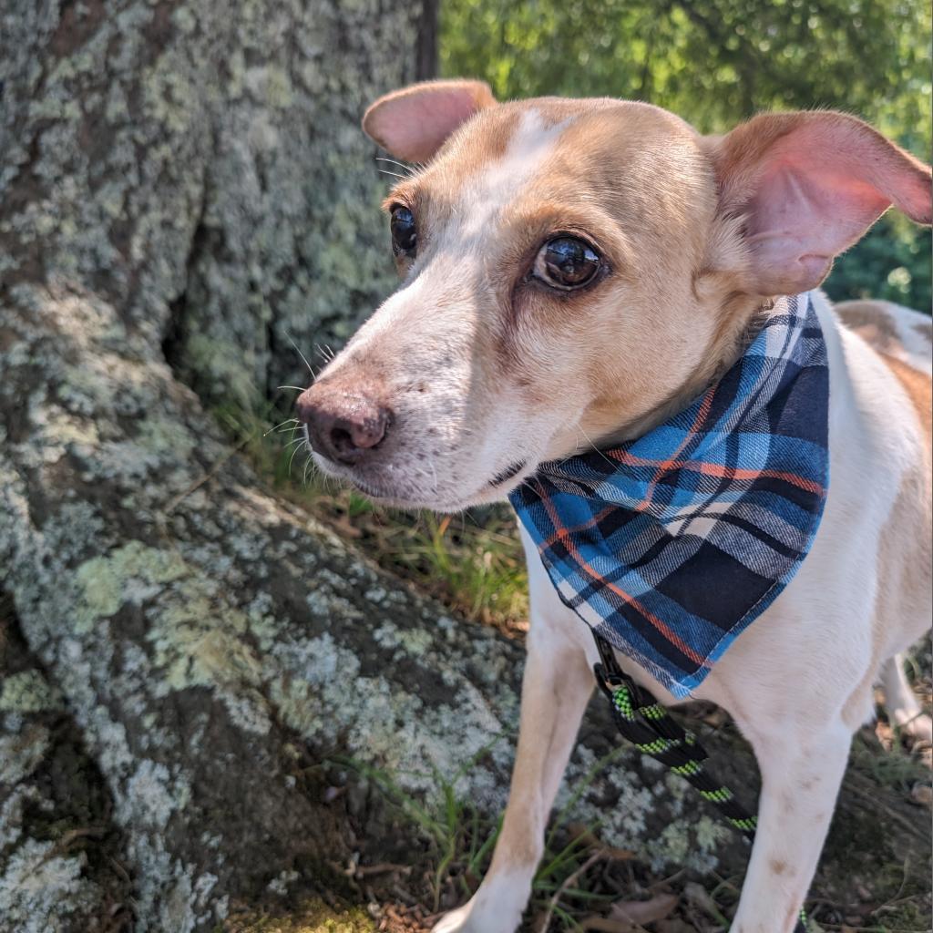 Bailey 09-2852, Adoptable, Senior Male Rat Terrier.