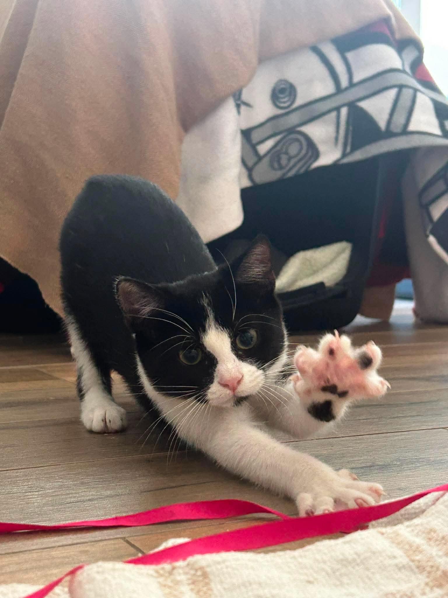 Enlarge Tux, a Adoptable Tuxedo in Orange, CA image 2/3