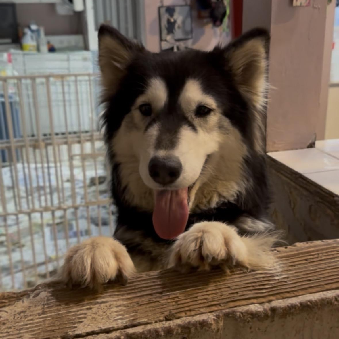 Enlarge SUNNY!, a Adoptable Siberian Husky in Portland, OR image 2/5