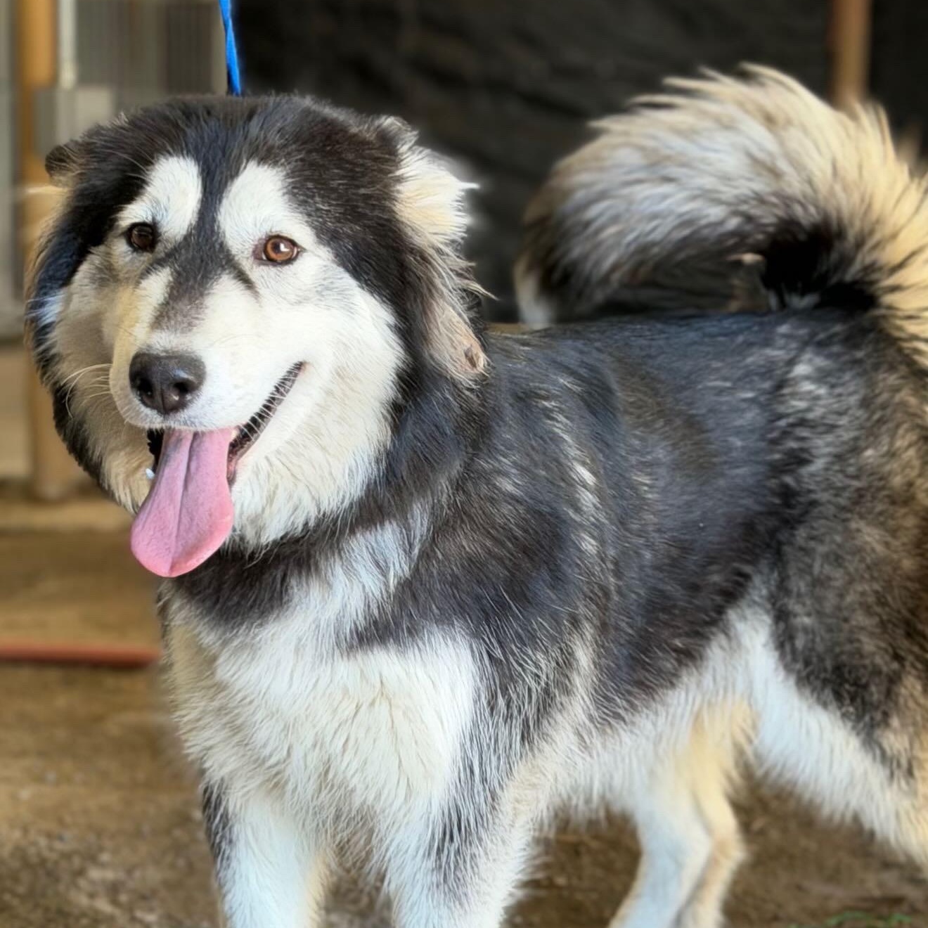 SUNNY!, Adoptable, Young Female Siberian Husky.