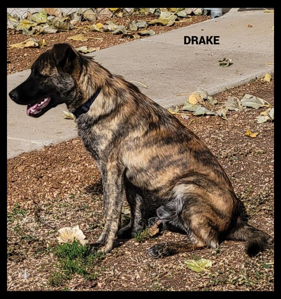 Drake, Adoptable, Young Male German Shepherd Dog.