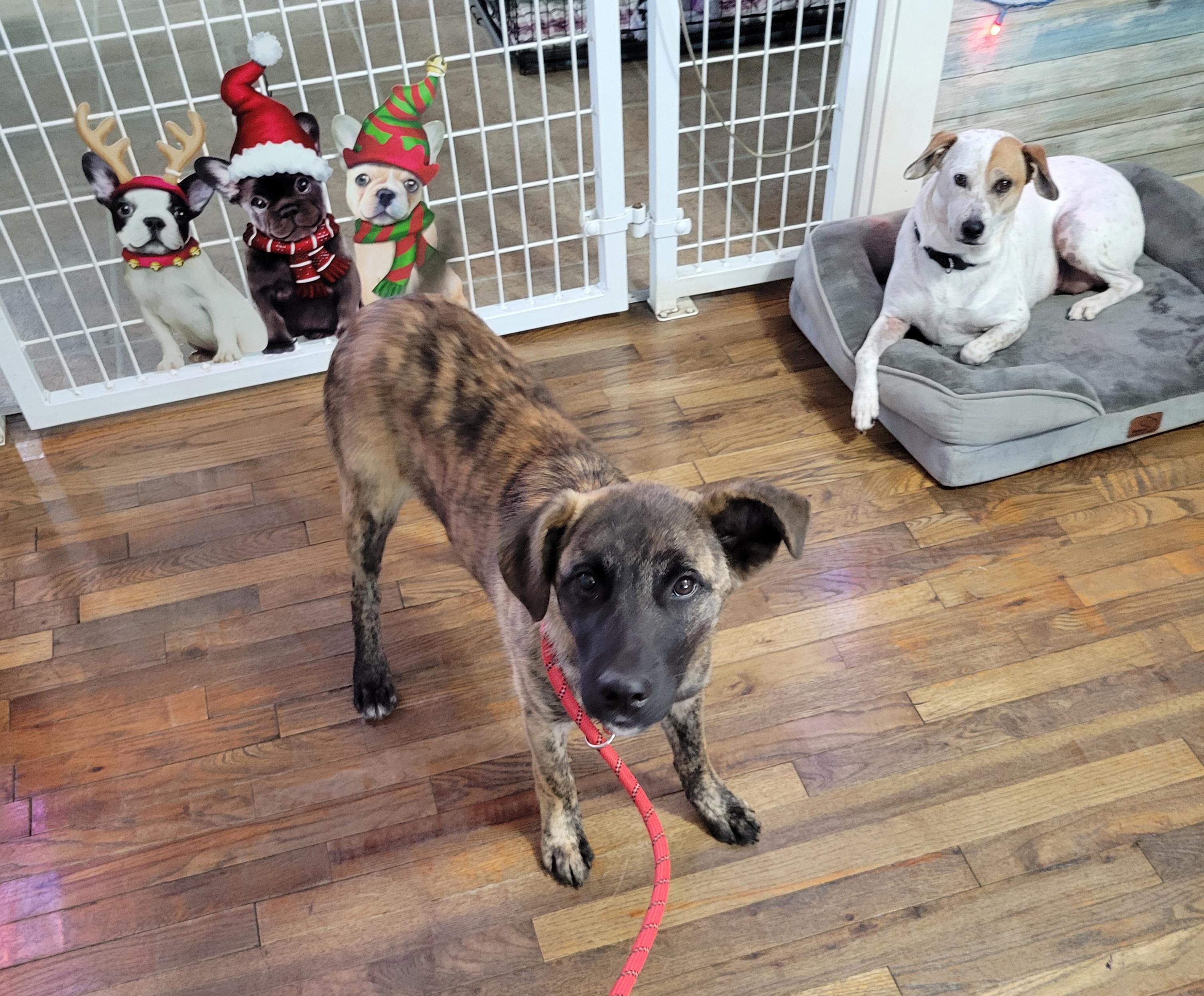 Enlarge Drake, a Adoptable mixed breed in Granbury, TX image 3/3