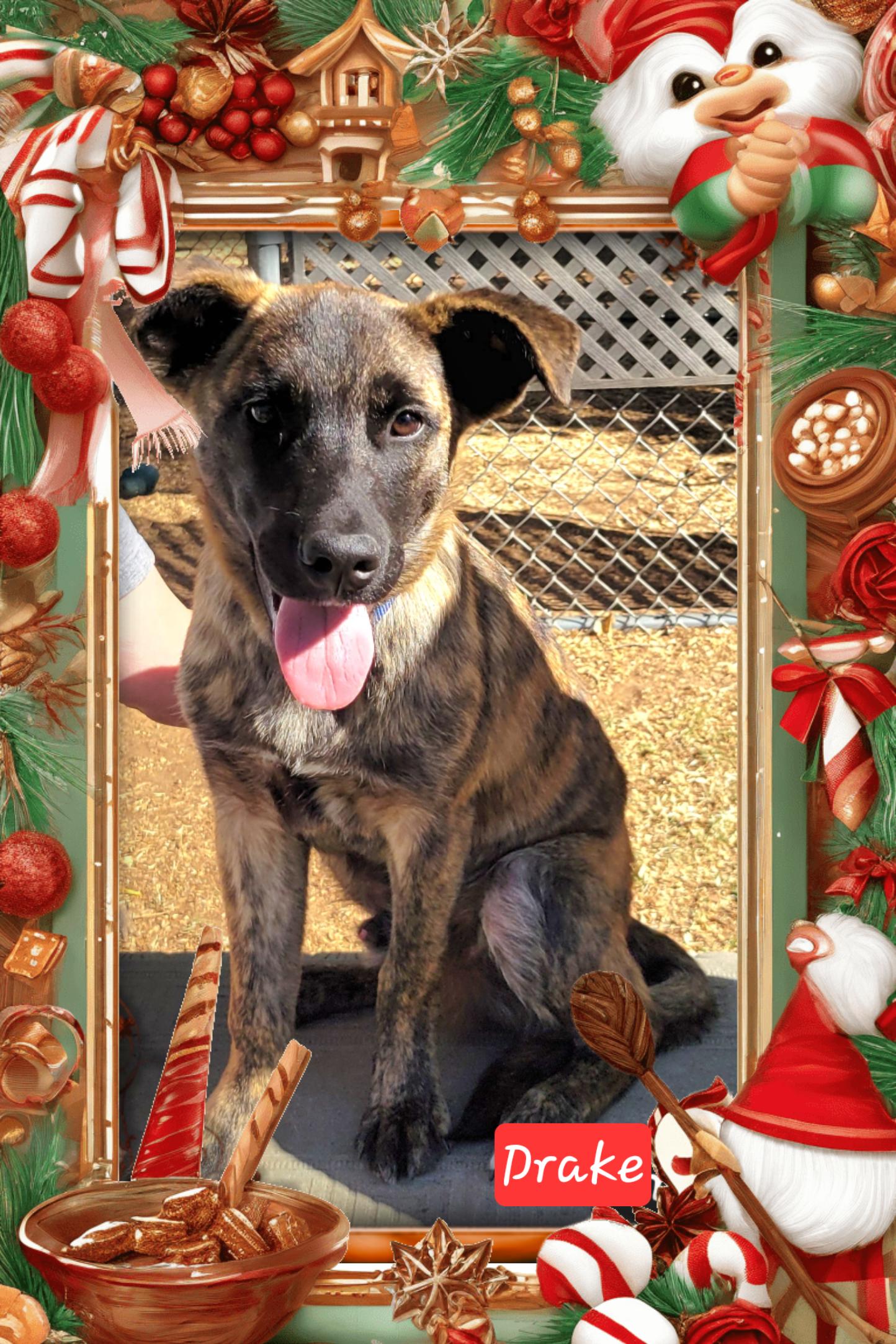 Enlarge Drake, a Adoptable mixed breed in Granbury, TX image 2/3