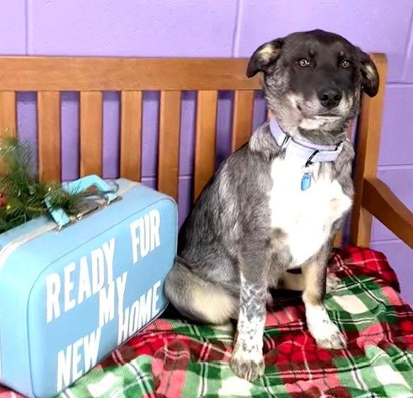 Enlarge **MARLOWE**, a Adoptable mixed breed in North Prairie, WI image 1/2