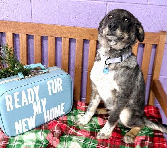 Enlarge **MARLOWE**, a Adoptable mixed breed in North Prairie, WI image 2/2