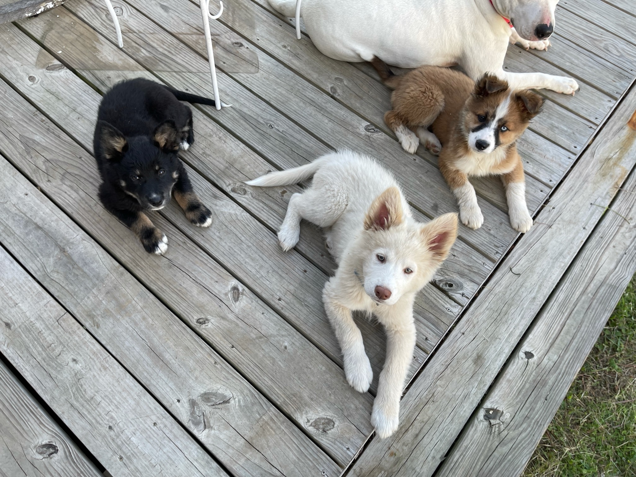 Cereal Canines - PLEASE READ BIO AT OPERATIONFAVOR.ORG, Adopted, Puppy Female Border Collie & Australian Shepherd.