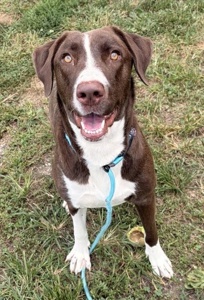 Pecan, Adoptable, Adult Female Mixed Breed & Mixed Breed.