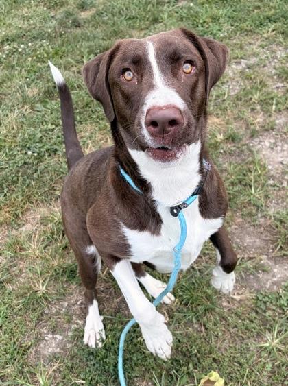 Enlarge Pecan, a Adoptable mixed breed in New Albany, IN image 2/3