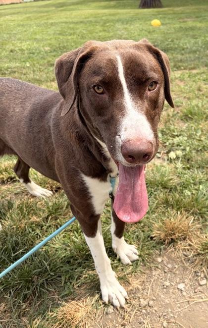 Enlarge Pecan, a Adoptable mixed breed in New Albany, IN image 3/3