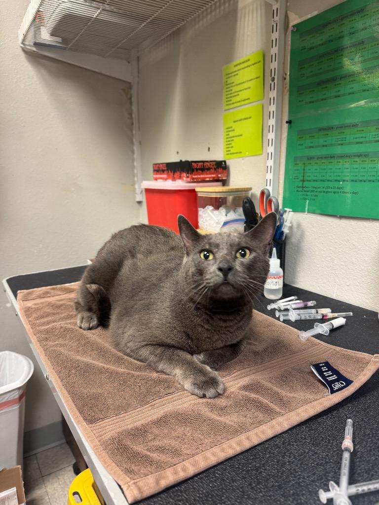 Enlarge Irrawaddy, a Adopted Domestic Short Hair in Sorrento, LA image 1/2