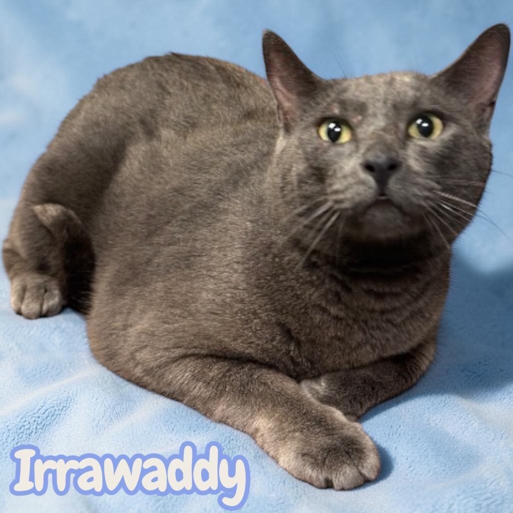 Enlarge Irrawaddy, a Adopted Domestic Short Hair in Sorrento, LA image 2/2