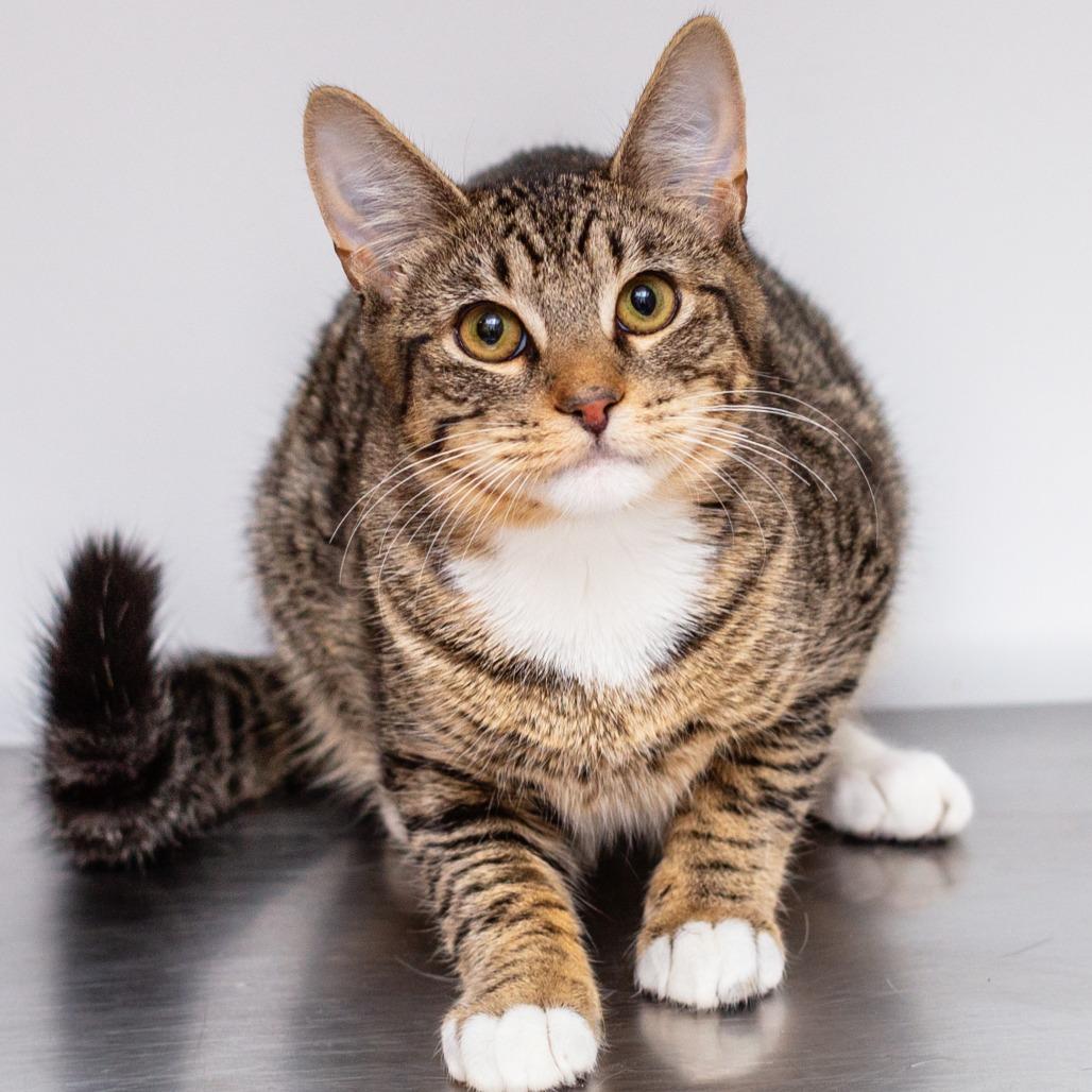 Enlarge Legendary, a Adoptable mixed breed in Hattiesburg, MS image 1/1