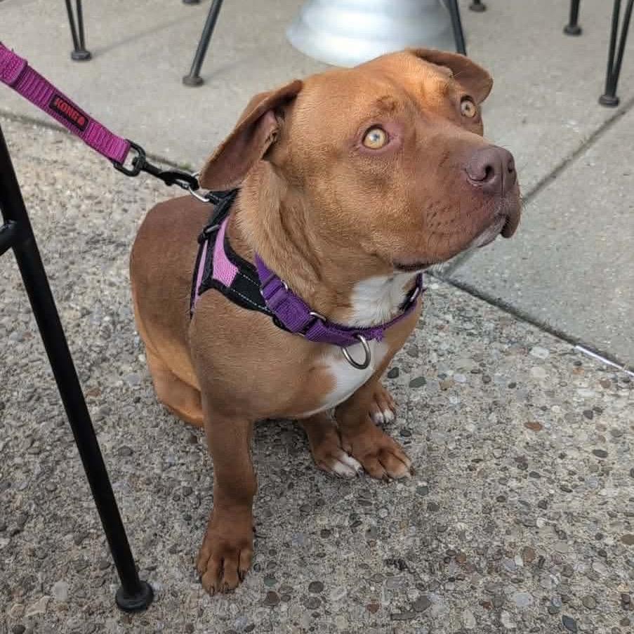 Enlarge Cinnamon, a Adoptable Mixed Breed in Prospect, KY image 1/1