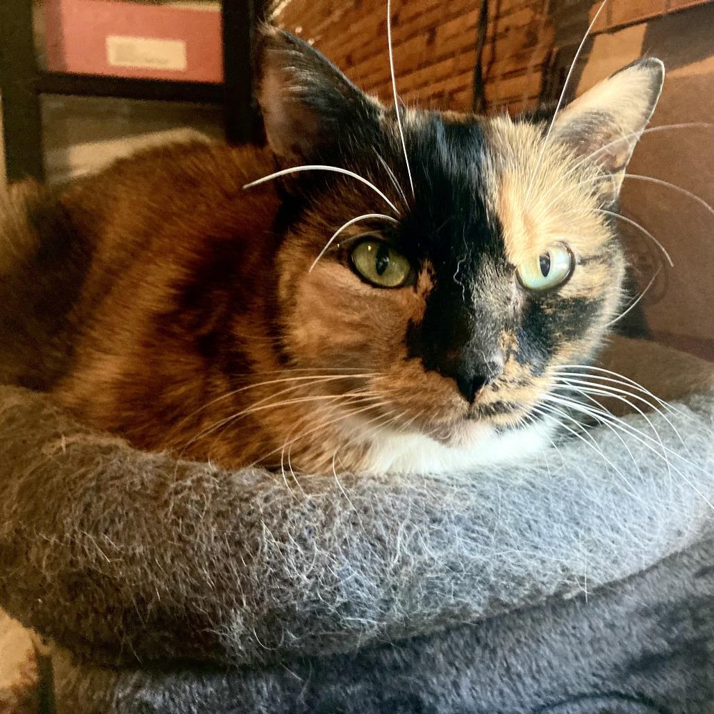 Sprinkles (and Chipotle!)- $25 Bissell Sponsored Adoption Fee!, Adoptable, Adult Female Domestic Short Hair.