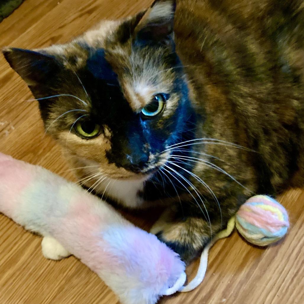 Enlarge Sprinkles (and Chipotle!), a Adoptable Domestic Short Hair in Staten Island, NY image 2/6