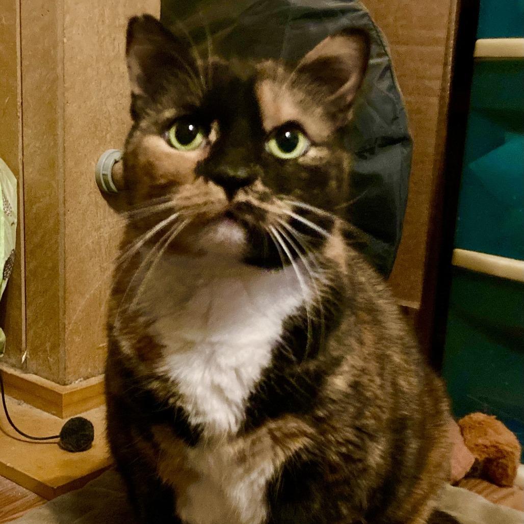 Enlarge Sprinkles (and Chipotle!), a Adoptable Domestic Short Hair in Staten Island, NY image 3/6