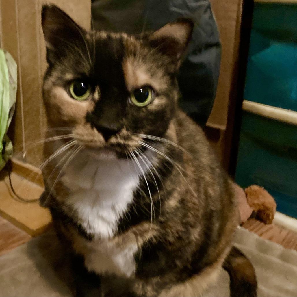 Enlarge Sprinkles (and Chipotle!), a Adoptable Domestic Short Hair in Staten Island, NY image 4/6