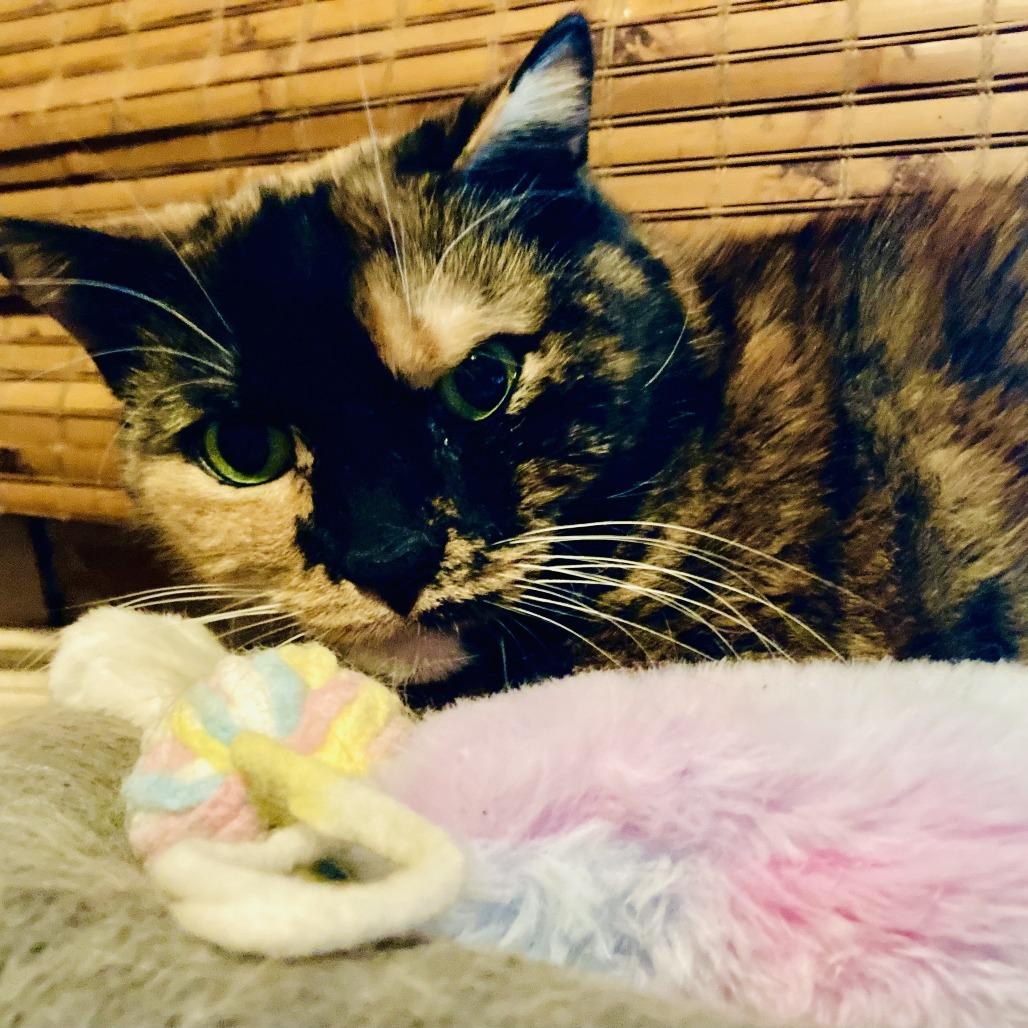 Enlarge Sprinkles (and Chipotle!), a Adoptable Domestic Short Hair in Staten Island, NY image 5/6