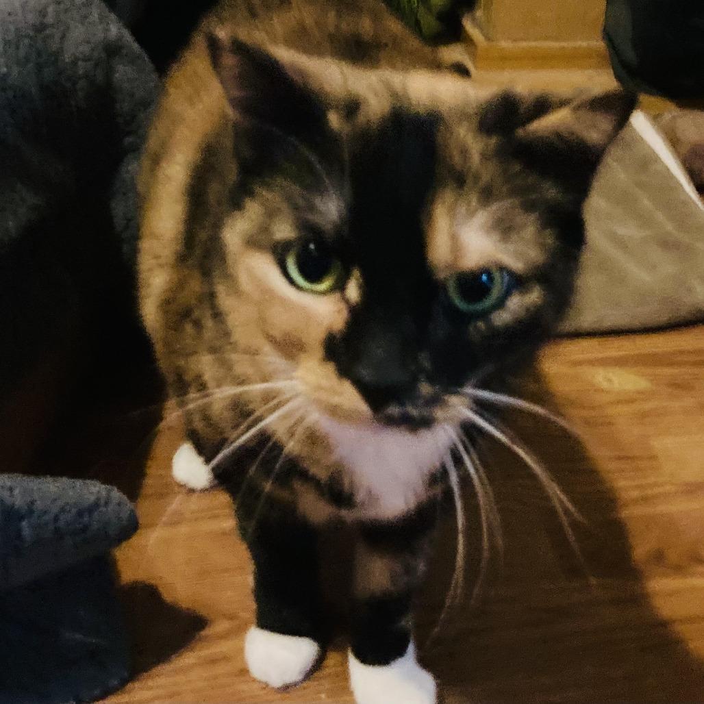 Enlarge Sprinkles (and Chipotle!), a Adoptable Domestic Short Hair in Staten Island, NY image 6/6