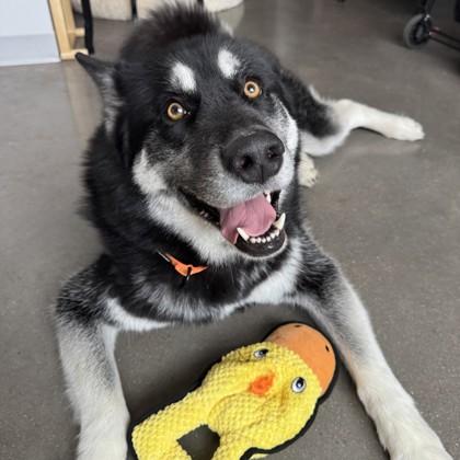 Shadow, Adoptable, Adult Female Mixed Breed & Mixed Breed.