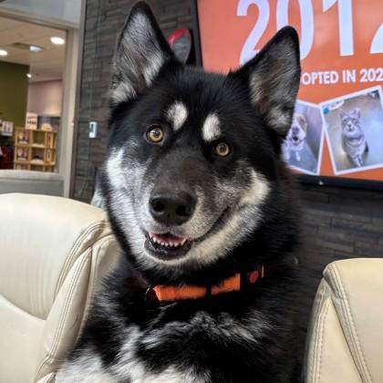 Enlarge Shadow, a Adoptable mixed breed in Janesville, WI image 2/3