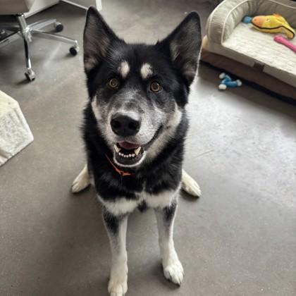 Enlarge Shadow, a Adoptable mixed breed in Janesville, WI image 3/3