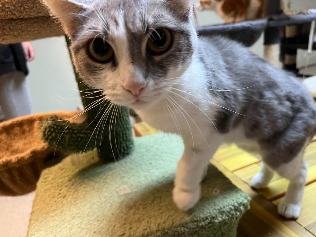 Karma, Adoptable, Adult Female Domestic Short Hair.