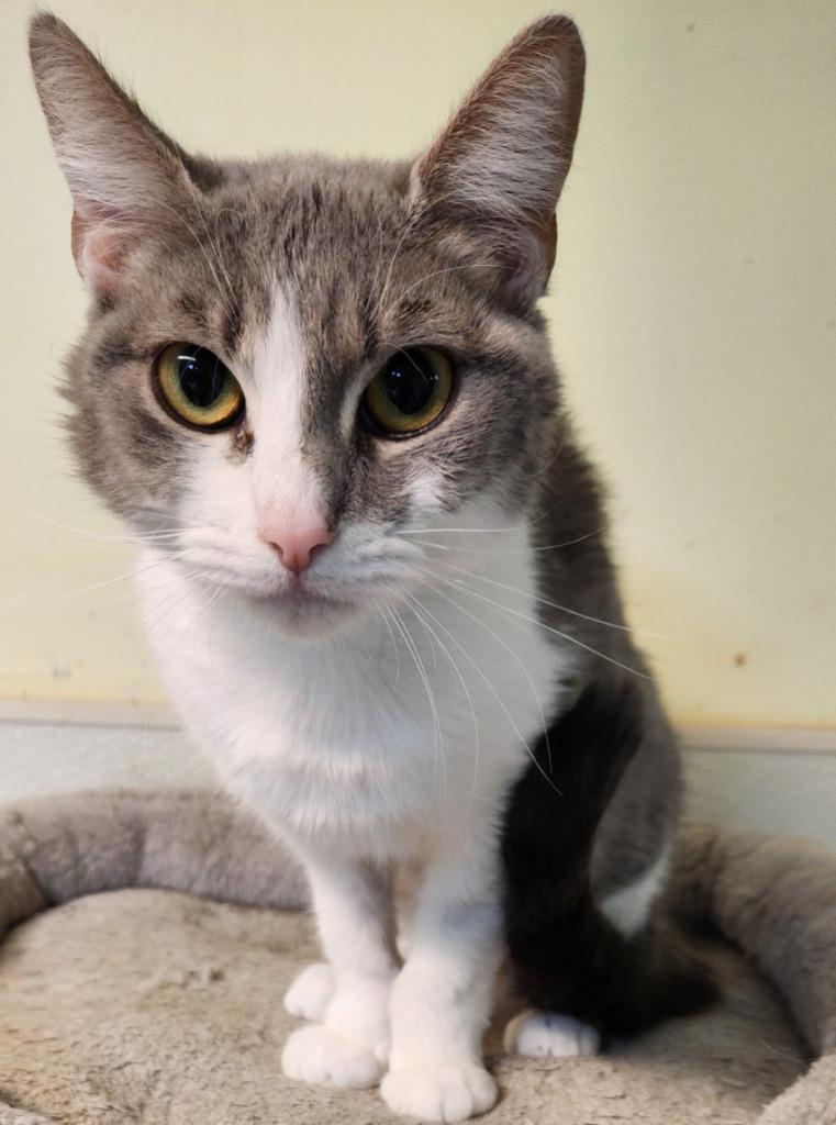 Enlarge Karma, a Adoptable mixed breed in Walnutport, PA image 2/2